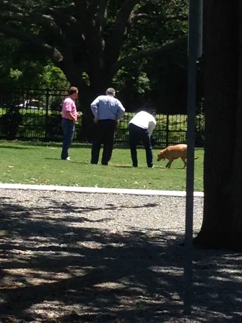 Pontiff Park Dog Park 3
