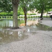 Pontiff Park Dog Park ico
