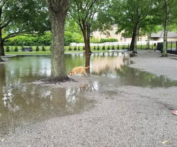 Pontiff Park Dog Park