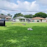 Gretna Dog Park ico