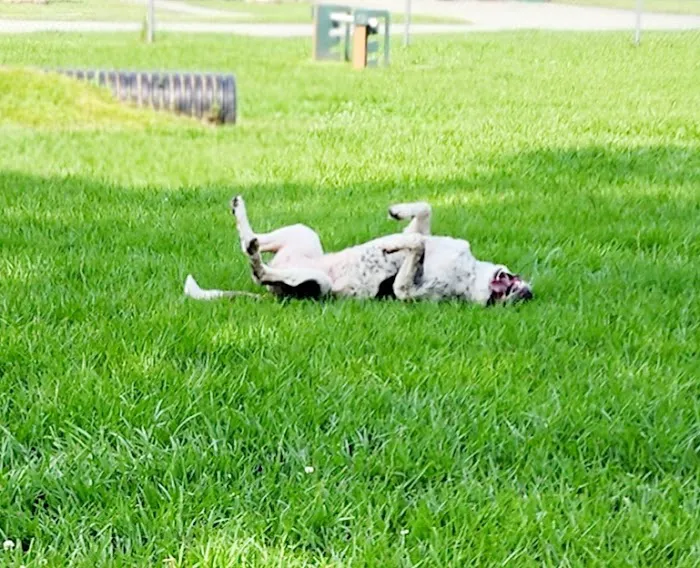 Gretna Dog Park 2