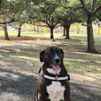 Lafreniere Dog park ico