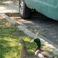 Kenner City Park Dog Park ico