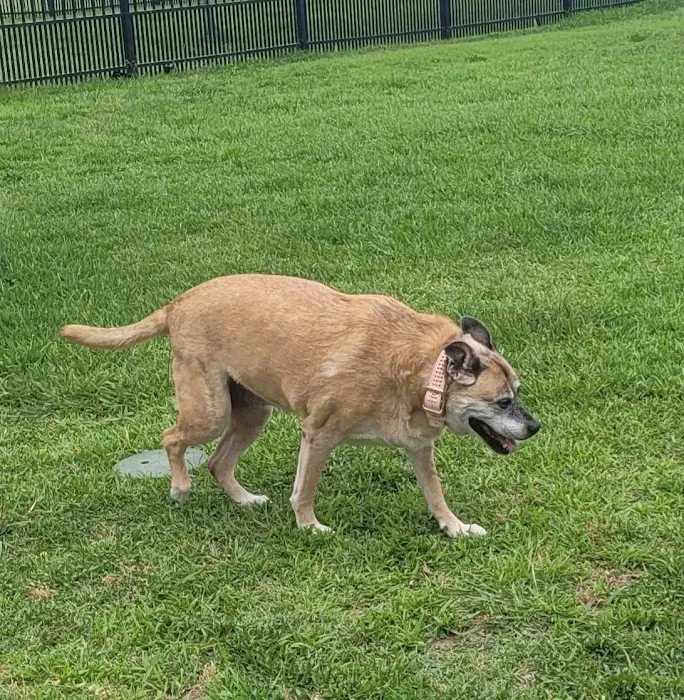 Kenner City Park Dog Park 10