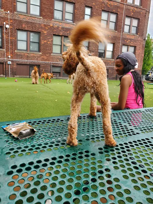 Midtown Dog Park 9