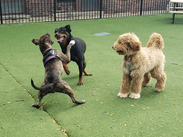Midtown Dog Park 10