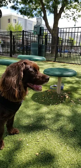 Midtown Dog Park 2