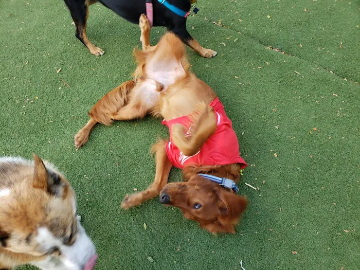 Midtown Dog Park 8