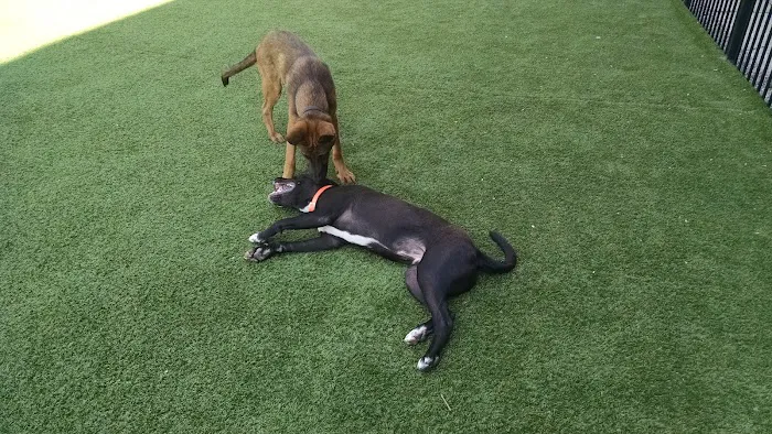 Midtown Dog Park 3
