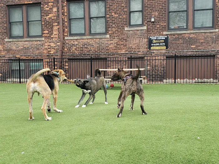 Midtown Dog Park 7