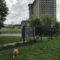 PetSmart P.U.P.'s Detroit Dog Park ico