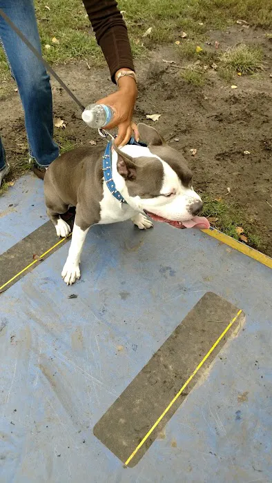 Detroit Dog Park 3