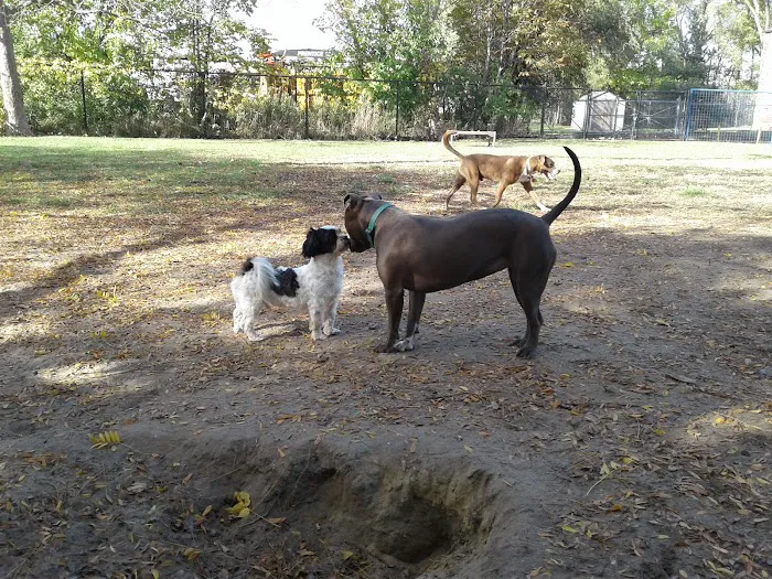 Detroit Dog Park 2