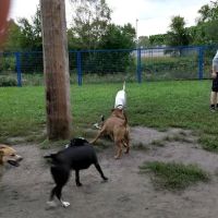 Detroit Dog Park ico