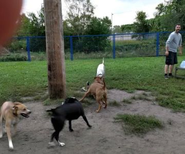 Detroit Dog Park