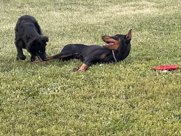 Detroit Dog Park 4
