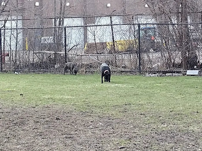 Detroit Dog Park 10