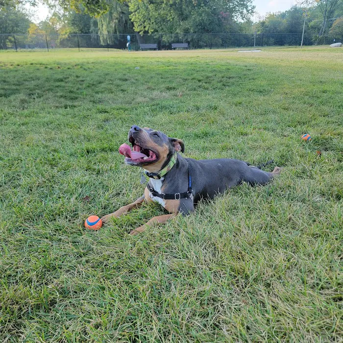 Palmer Dog Park 6