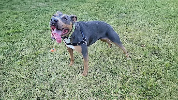 Palmer Dog Park 5