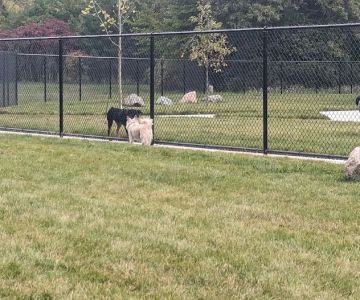 Palmer Dog Park
