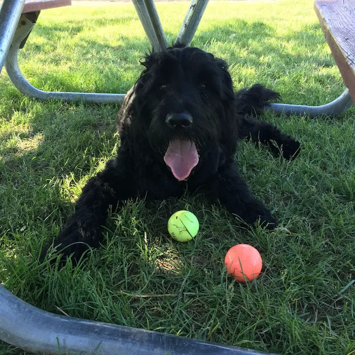 Dearborn Dog Park (Members Only) 10