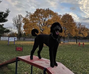 Dearborn Dog Park (Members Only)