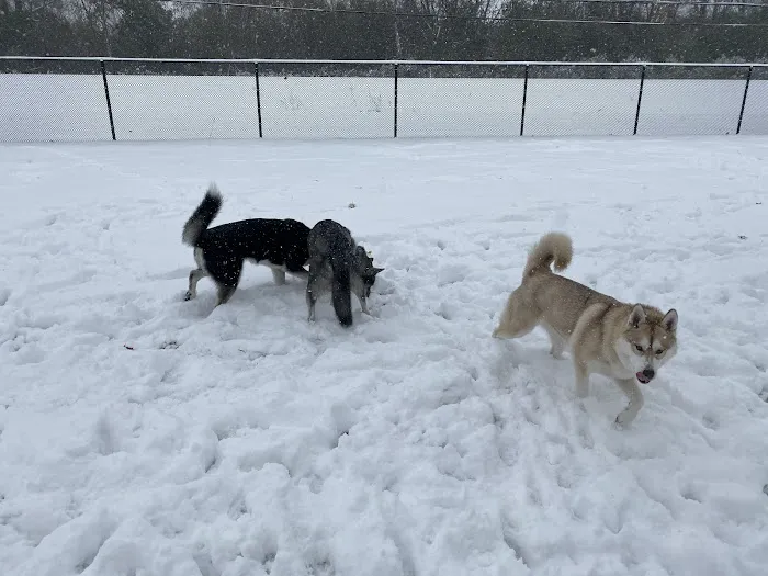 Dearborn Dog Park (Members Only) 8