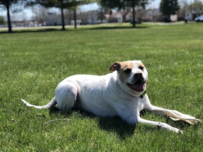 Ferndale Dog Park (Membership Required) 3