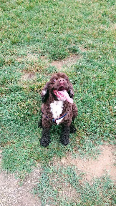 Ferndale Dog Park (Membership Required) 10