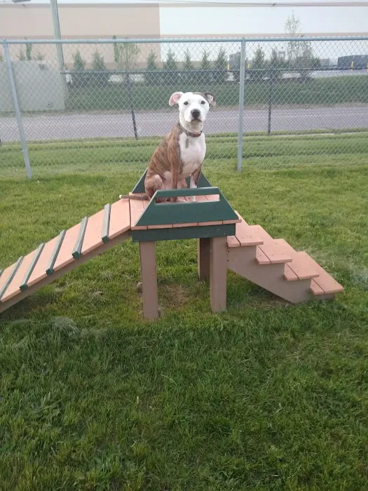 Dog Park 8