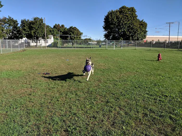 Dog Park 6