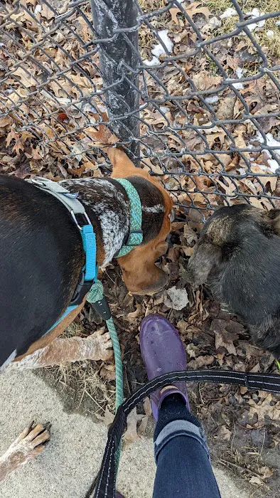 Dog Park 7