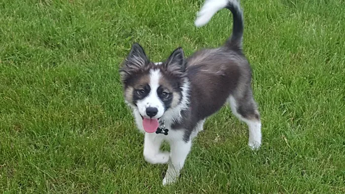 Dog Park 1