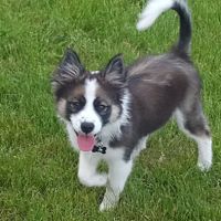 Dog Park ico