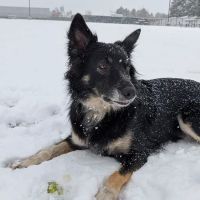 Red Oaks Dog Park ico