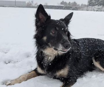 Red Oaks Dog Park