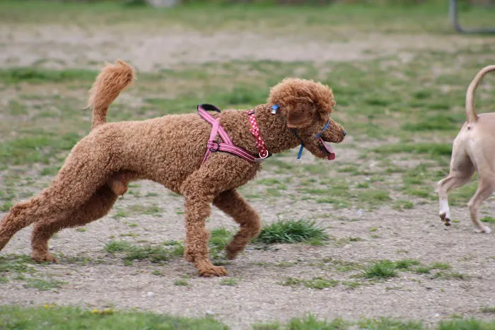 Red Oaks Dog Park 5