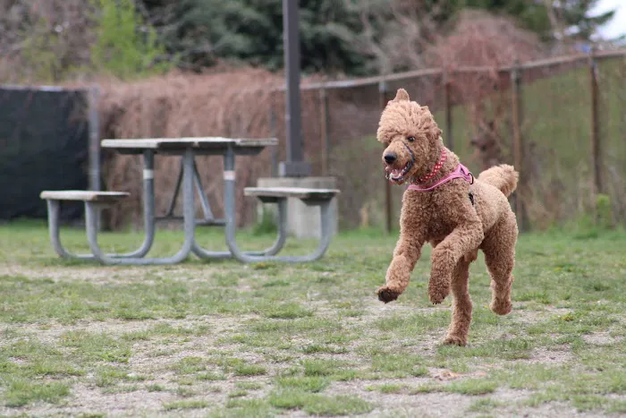 Red Oaks Dog Park 4
