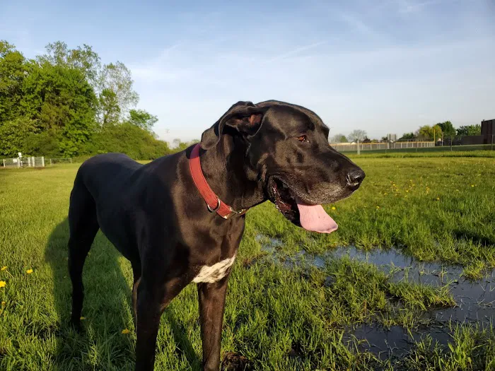 Mark Twain Dog Park-membership 8