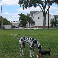 Mark Twain Dog Park-membership ico