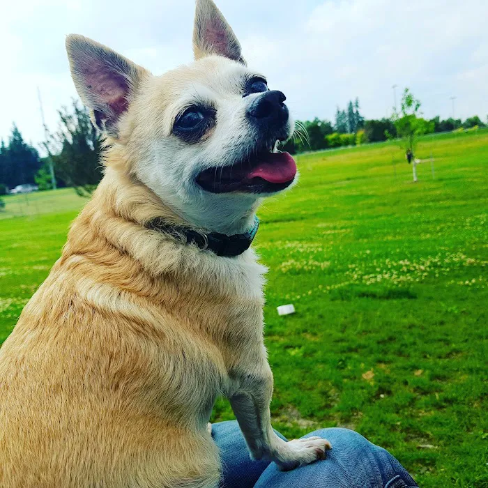 Daisy Knight Dog Park 6