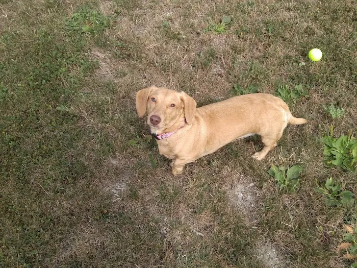 Daisy Knight Dog Park 10