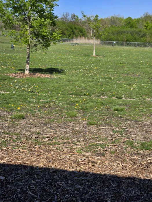 Daisy Knight Dog Park 9