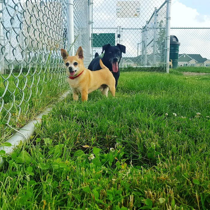 Daisy Knight Dog Park 7