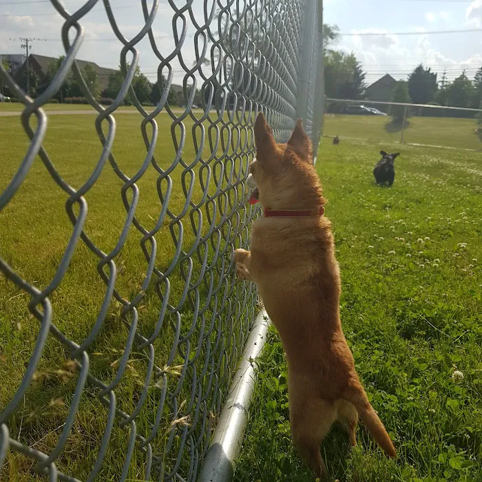 Daisy Knight Dog Park 8
