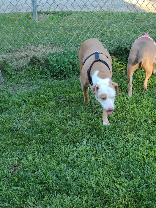 Wayne County Dog Park 3