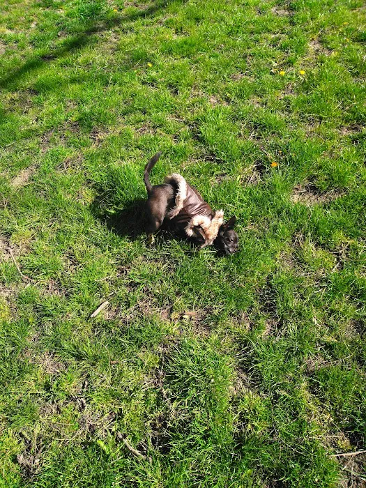 Wayne County Dog Park 6