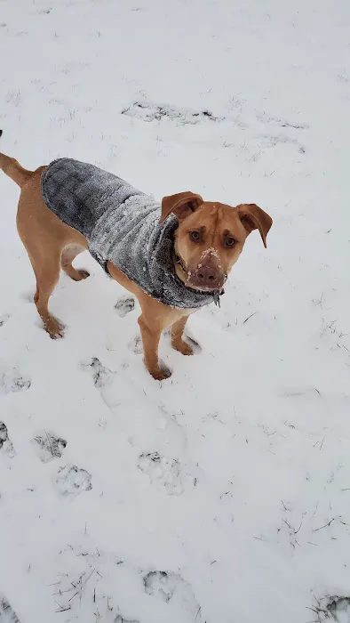 Wyandotte Dog Park 6