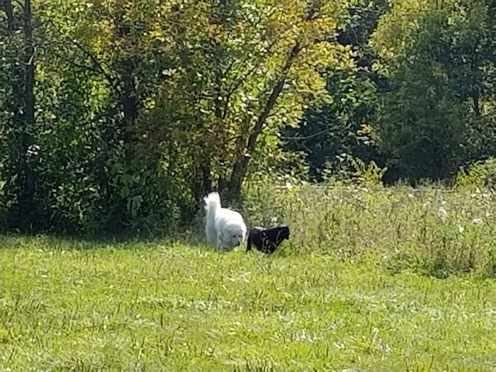 Old Hines Park Dog Park 2