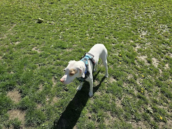 Old Hines Park Dog Park 8